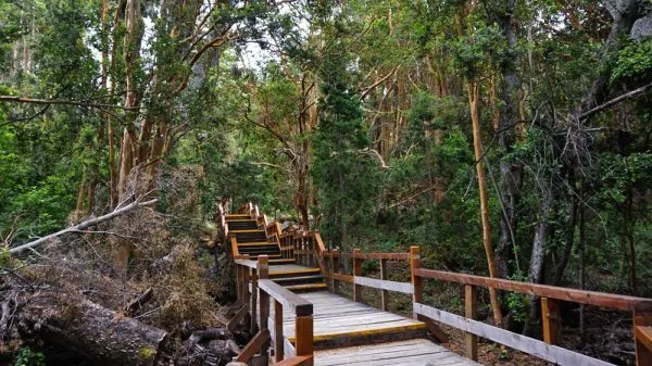 pque-nac-arrayanes-e1631396379240